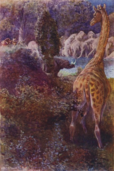 Illustrasjon for The Gorilla Hunters av RM Ballantyne (farge litho) av William Henry Charles Groome