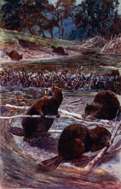 "De bygger en demning over bekken" (farge litho) av William Henry Charles Groome