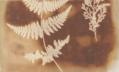 1. Lammelse. 2. Alga, 1839. av William Henry Fox Talbot