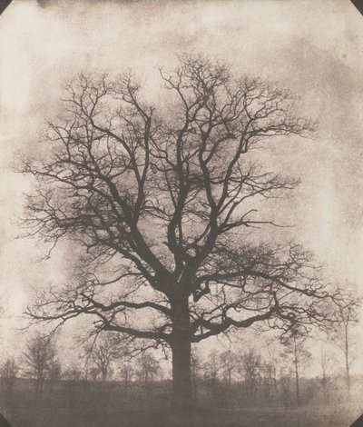 Et eiketre om vinteren, ca. 1892-93 (kalotype negativ) av William Henry Fox Talbot