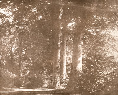 Beech Trees, Lacock Abbey, ca. 1844 (sepia-bilde) av William Henry Fox Talbot