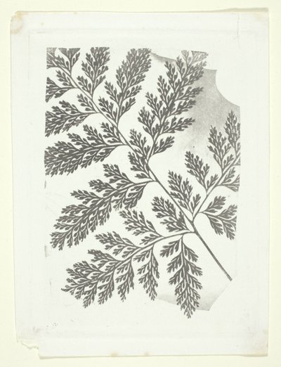  av William Henry Fox Talbot