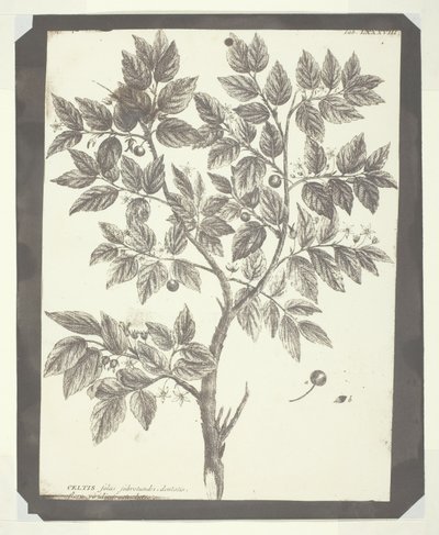 Kopi av botanisk gravering av "Celtis" av William Henry Fox Talbot