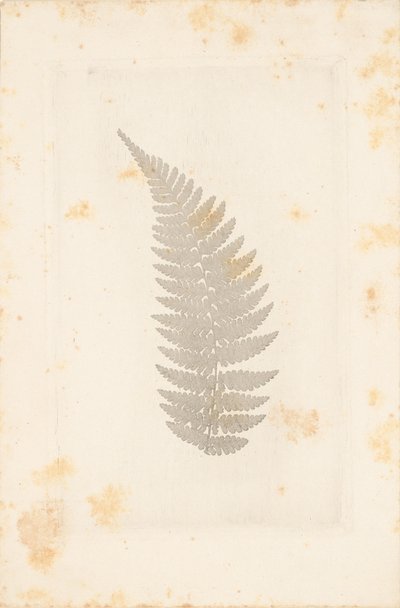  av William Henry Fox Talbot