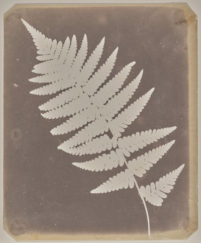  av William Henry Fox Talbot