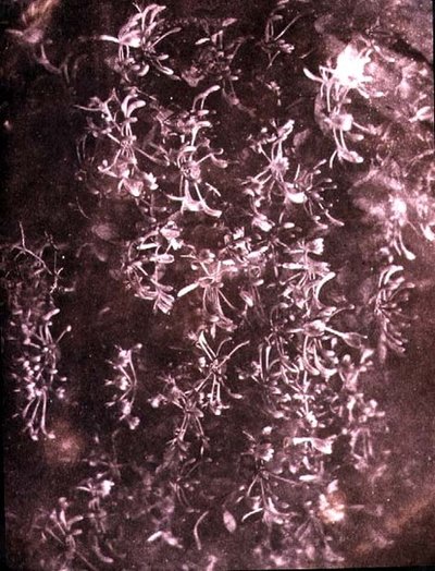 Honeysuckle, juni 1840 (sepia-bilde) av William Henry Fox Talbot