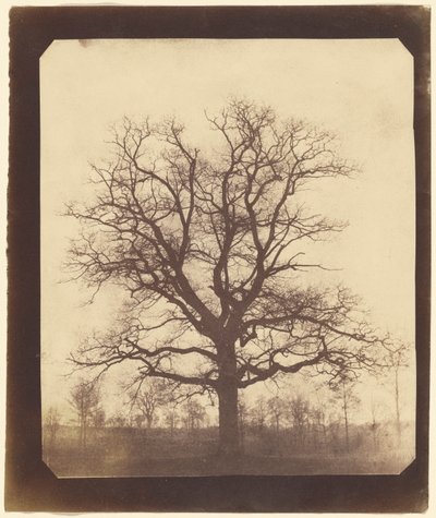 Eiketre om vinteren av William Henry Fox Talbot