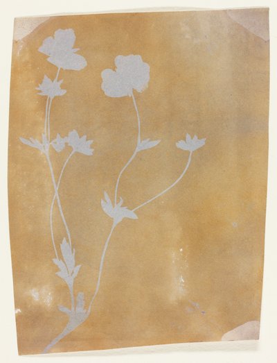  av William Henry Fox Talbot