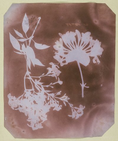 To planteprøver av William Henry Fox Talbot