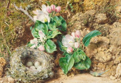 Fuglerede og epleblomst (wc på kort) av William Henry Hunt