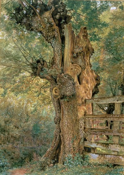 Pollard alm i utkanten av landsbyen pund av William Henry Hunt