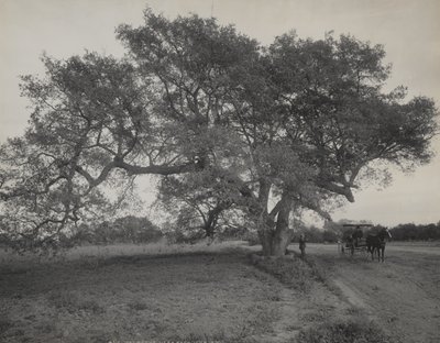  av William Henry Jackson