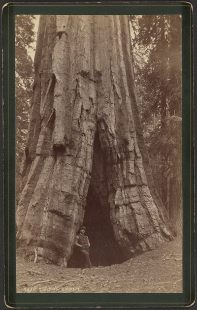 Smiths Cabin av William Henry Jackson