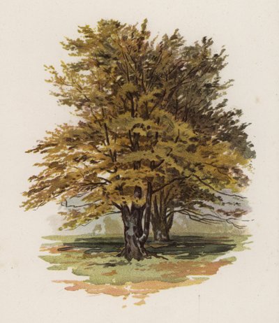 Trær: bøken (farge litho) av William Henry James (after) Boot
