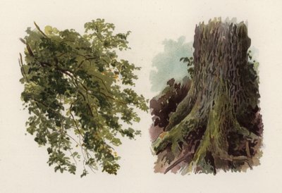 Trær: almen (farge litho) av William Henry James (after) Boot