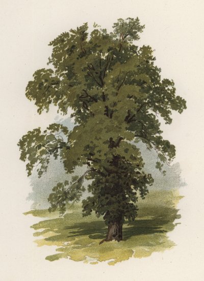 Trær: almen (farge litho) av William Henry James (after) Boot