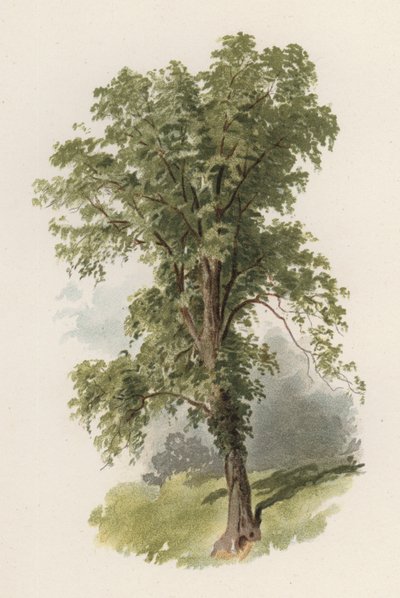 Trær: almen (farge litho) av William Henry James (after) Boot