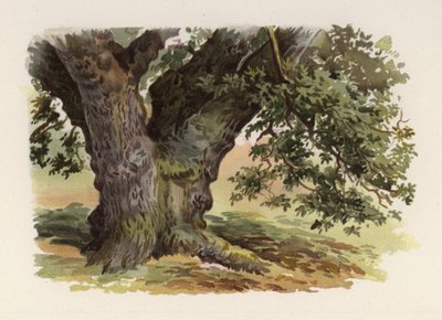 Trær: Eiken (farge litho) av William Henry James (after) Boot