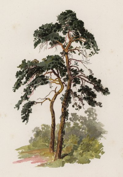 Trær: The Scotch Fir (farge litho) av William Henry James (after) Boot