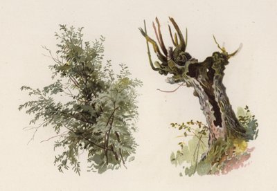 Trær: Willow (farge litho) av William Henry James (after) Boot
