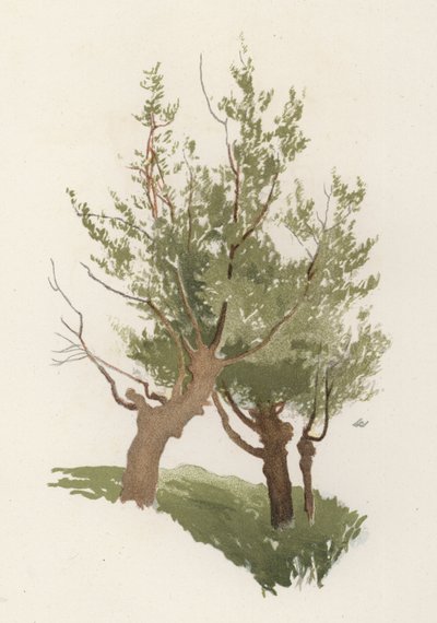 Trær: Willow (farge litho) av William Henry James (after) Boot