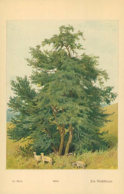 Eske av William Henry James Boot