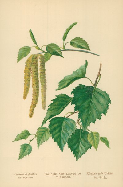 Catkins and Leaves of the Birch av William Henry James Boot