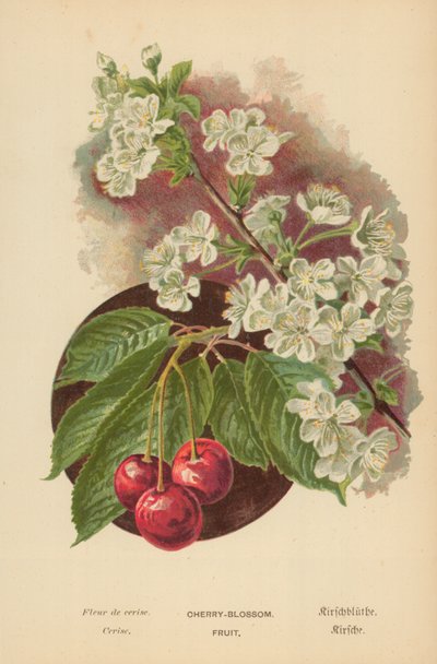 Kirsebærblomst. Frukt av William Henry James Boot