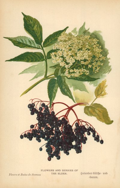 Blomster og bær av den eldste av William Henry James Boot