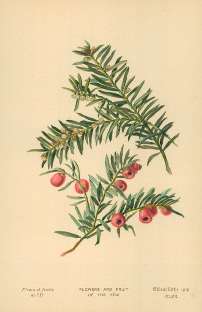 Blomster og frukt av barlind av William Henry James Boot