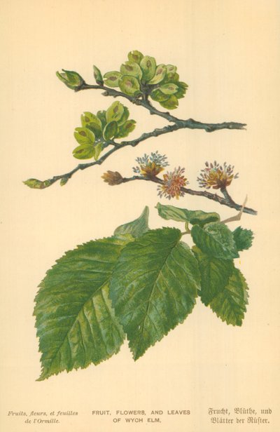 Frukt, blomster og blader av Wych Elm av William Henry James Boot