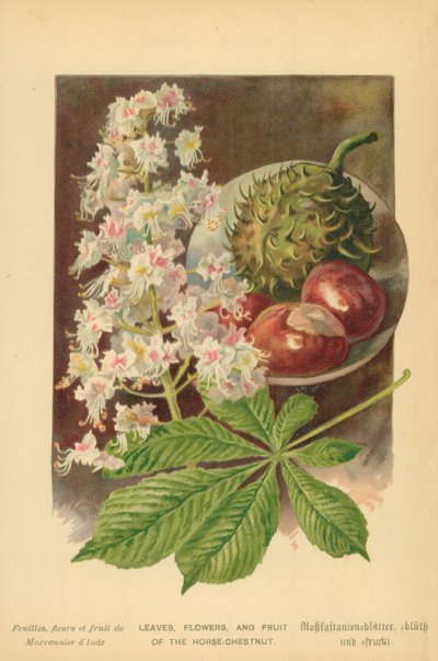 Blader, blomster og frukt av hestekastanjen av William Henry James Boot