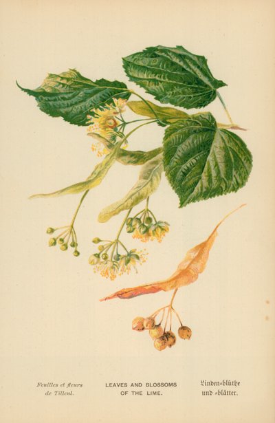 Blader og blomster av lime av William Henry James Boot