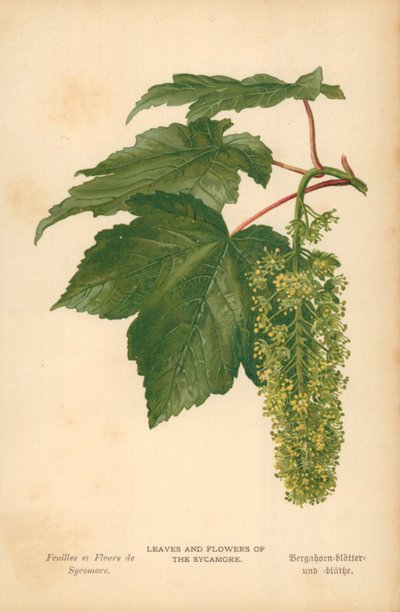 Blader og blomster av platanen av William Henry James Boot