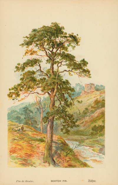 Scotch Gran av William Henry James Boot