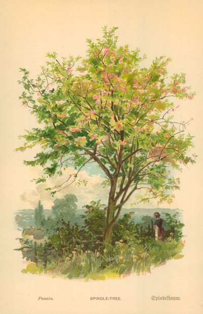 Spindel-tre av William Henry James Boot