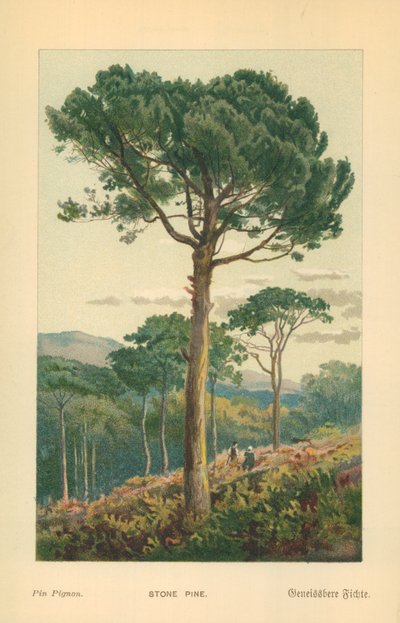 Steinfuru av William Henry James Boot