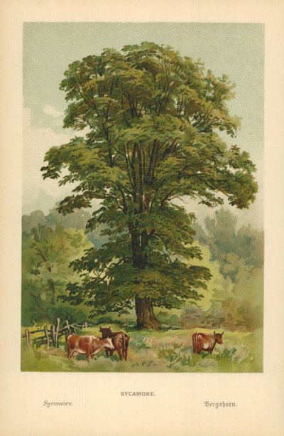 Sycamore av William Henry James Boot