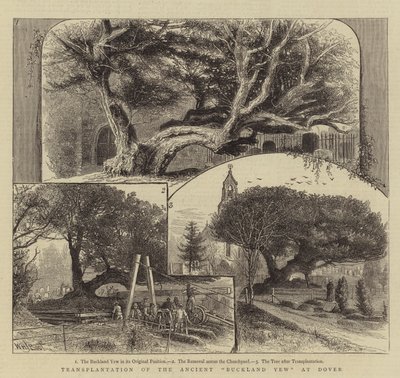 Transplantasjon av den gamle Buckland Yew ved Dover av William Henry James Boot