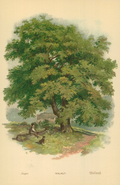 Valnøtt av William Henry James Boot
