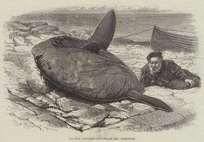Sun-Fish fanget ved Catalan Bay, Gibraltar av William Henry Pike