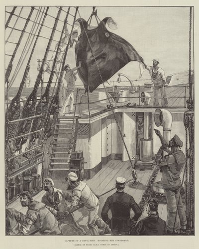 Fangst av en djevelfisk og heiser ham over bord av William Heysham Overend