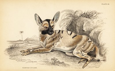 Afrikansk villhund, Lycaon pictus, truet av William Home Lizars