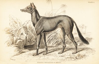 Arabisk mynde, Canis lupus familiaris av William Home Lizars