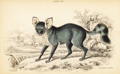 Flaggermus-øret rev, Otocyon megalotis (Lalandes zerda, Agriodus auritus) av William Home Lizars