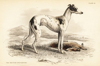 Britisk mynde, Canis lupus familiaris av William Home Lizars