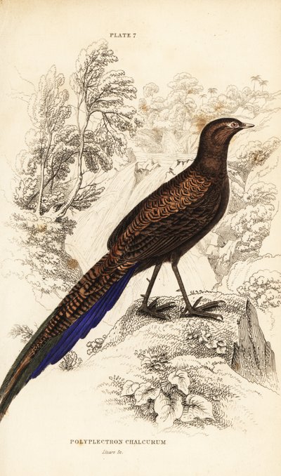 Bronsehale-påfugl-fasan eller Sumatran-påfugl-fasan av William Home Lizars