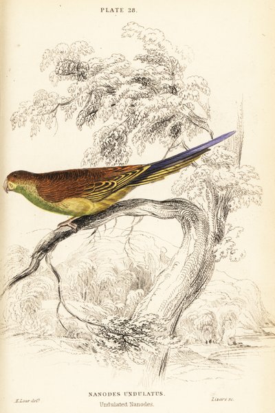 Undulat, Melopsittacus undulatus av William Home Lizars