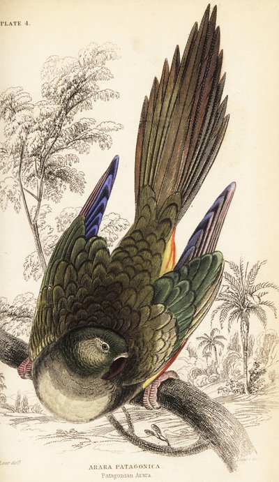 Gravende papegøye eller Patagonian conure, Cyanoliseus patagonus av William Home Lizars