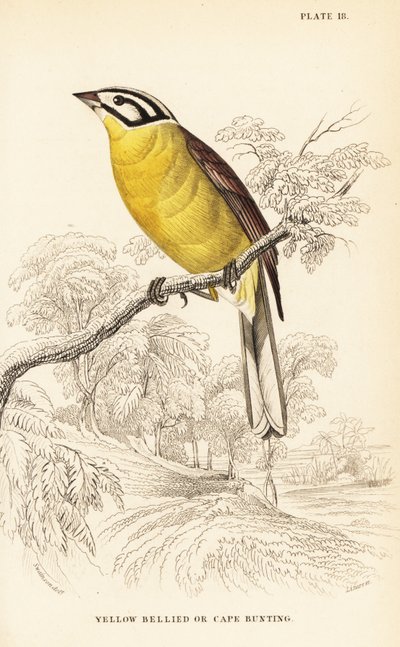 Kappespurv, Emberiza capensis (Gulmagespurv, Fringillaria capensis) av William Home Lizars